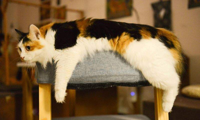 Come Mantenere il Tuo Gatto Felice e Sano