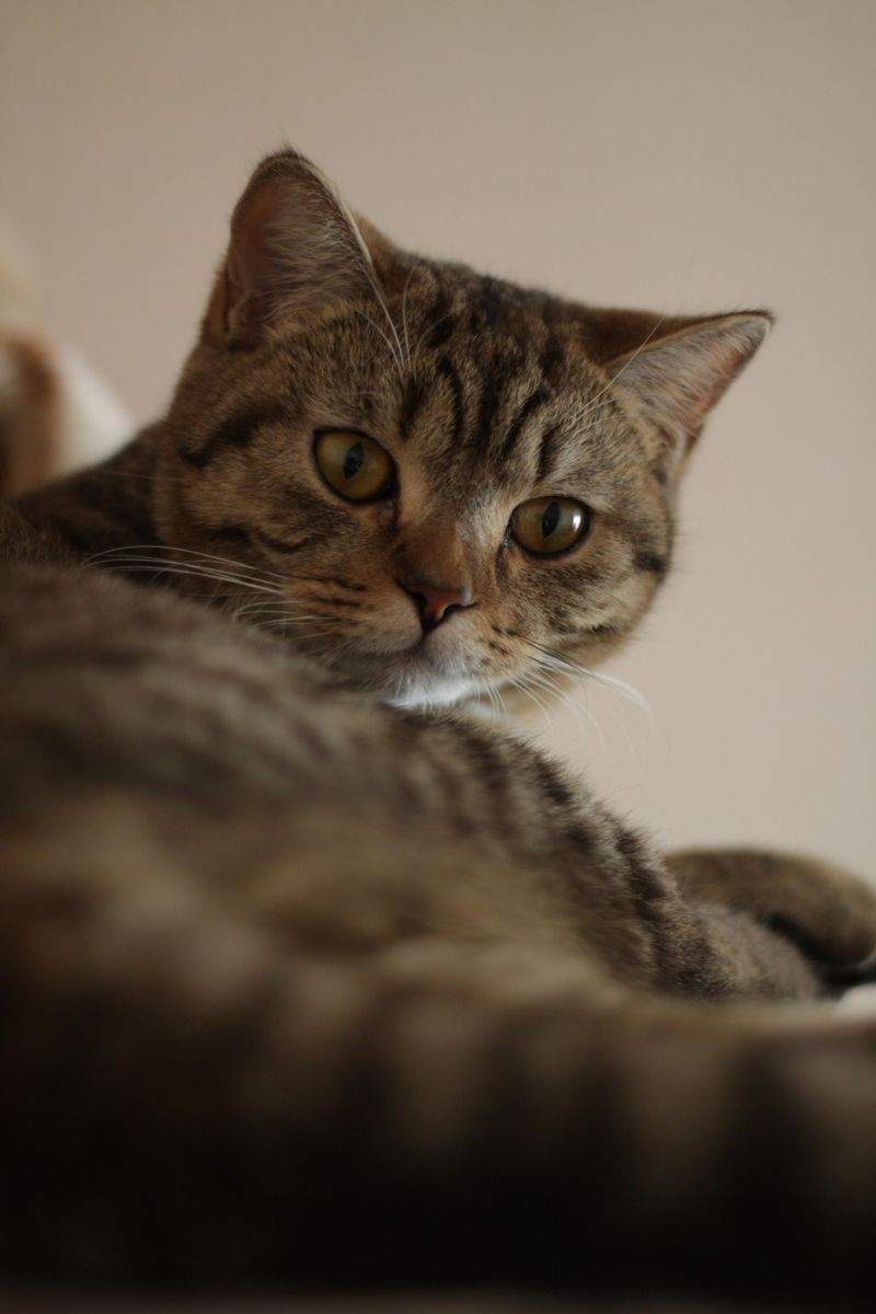 Giochi Fai-da-te per Stimolare la Mente del Tuo Gatto