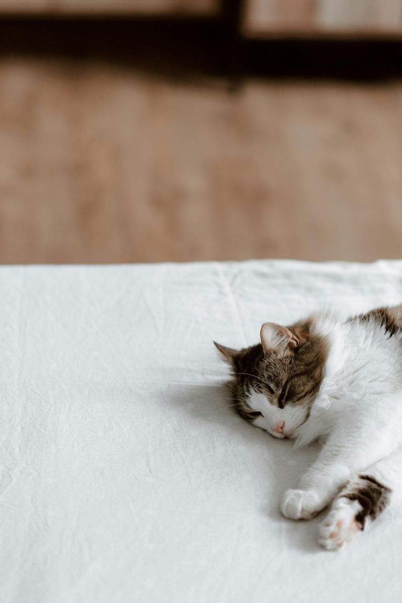 Gatti Felici SRL - Image 1