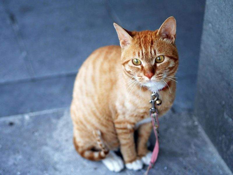 Gatti Felici SRL - Image 12