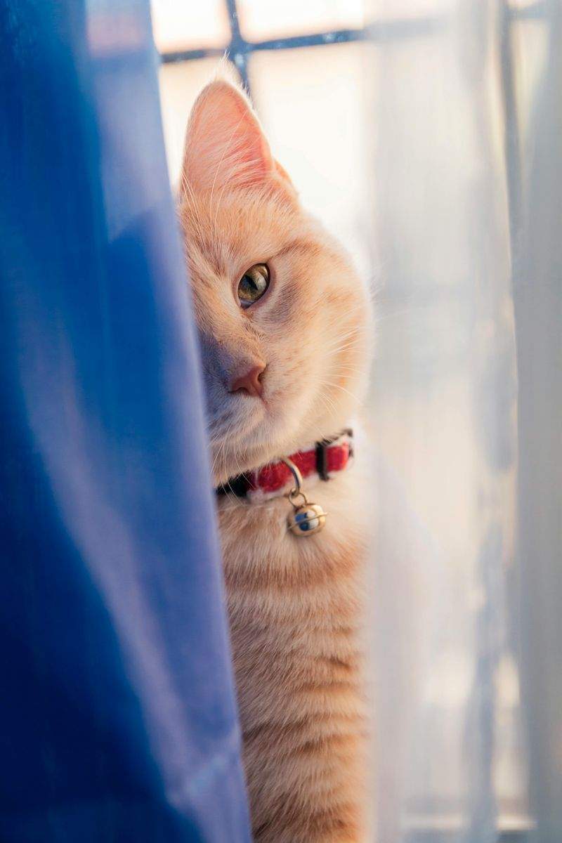 Gatti Felici SRL - Image 3