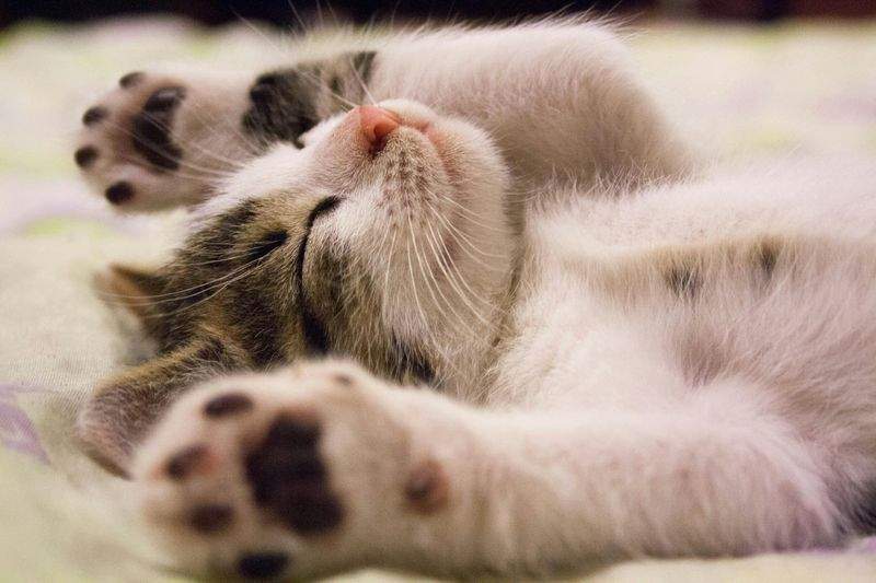 Gatti Felici SRL - Image 8