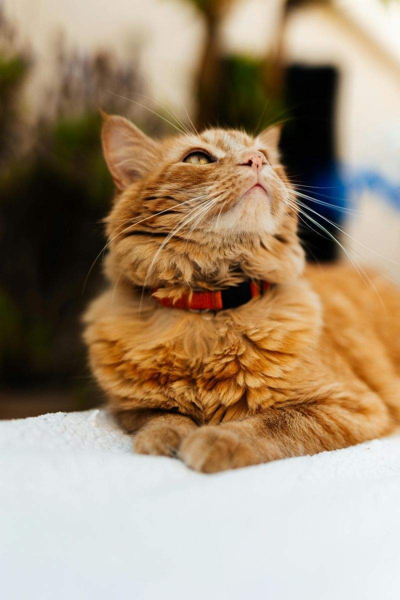 Gatti Felici SRL
