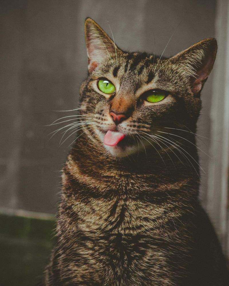 Toelettatura per gatti