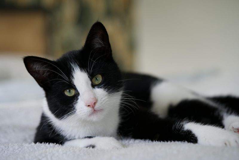 Pensione per gatti