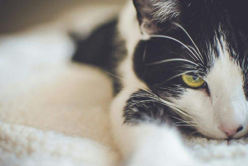 Vendita accessori per gatti